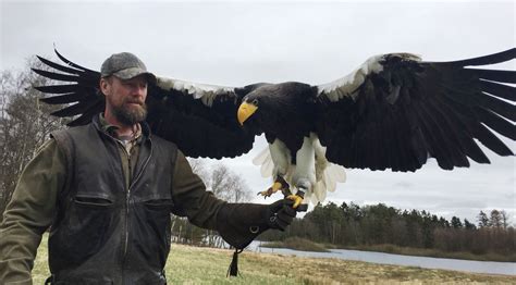 Silkeborg Ørnereservat, Rovfugleshow & Bisonfarm